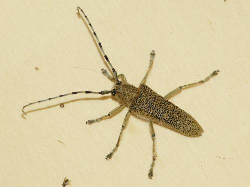 Réf. 244 341 : Saperda carcharias