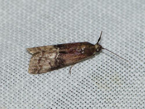 Rhodophaea formosa