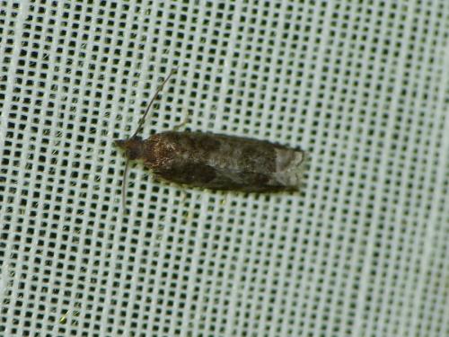 Réf. 244 398 : Ancylis achatana