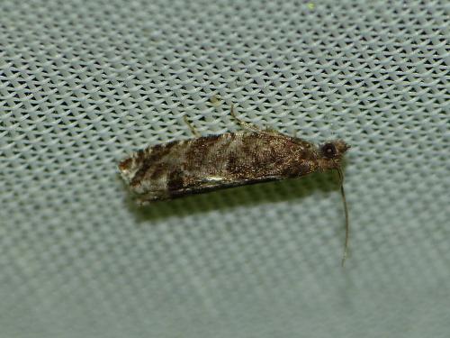 Réf. 244 262 : Ancylis achatana