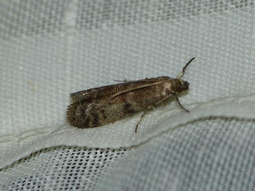 Ephestia sp.