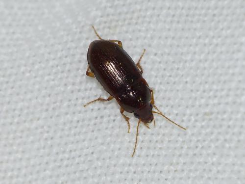 Amara bifrons