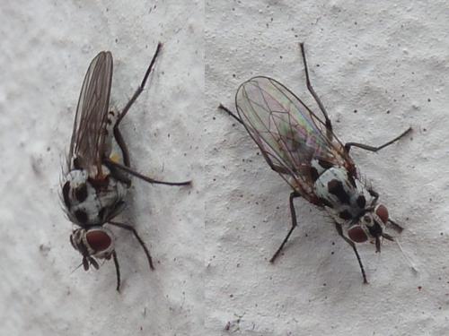 Anthomyia pluvialis
