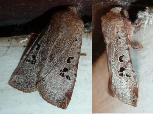 Réf. 244 992 : Conistra rubiginosa