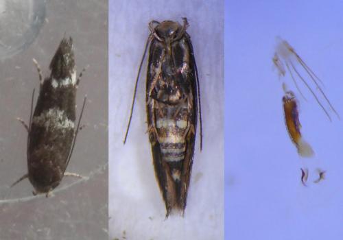 Mompha subbistrigella