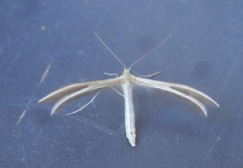 Réf. 244 587 : Merrifieldia sp.