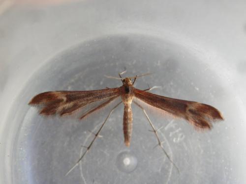 Marasmarcha lunaedactyla