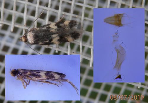 Oegoconia novimundi