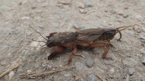 Gryllotalpa sp.