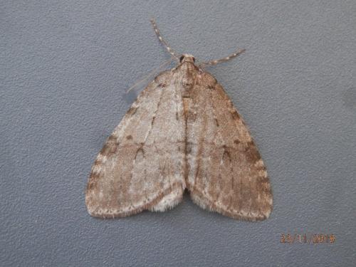 Epirrita autumnata