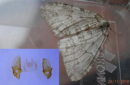 Réf. 244 075 : Epirrita dilutata