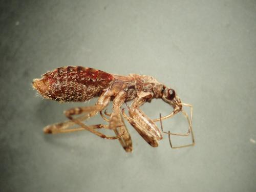 Himacerus mirmicoides