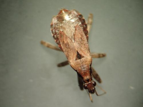 Réf. 244 577 : Himacerus mirmicoides