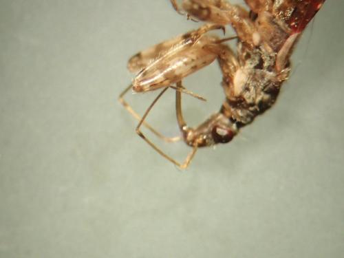Himacerus mirmicoides