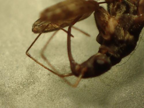 Himacerus mirmicoides