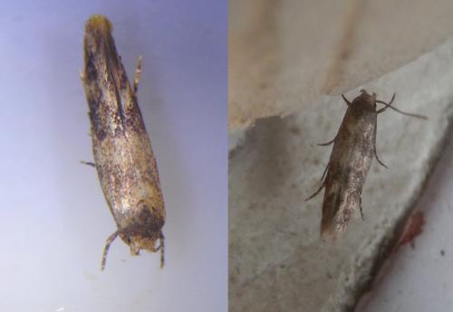 Réf. 244 922 : Mompha epilobiella