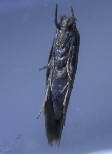Réf. 244 924 : Mompha epilobiella