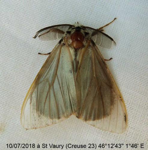 Lymantria monacha