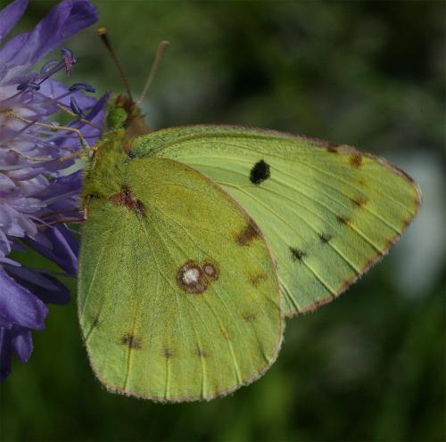 Colias sp.