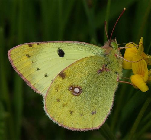 Colias sp.