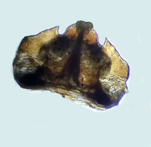 Craspedosoma taurinorum