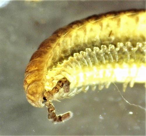 Polyzonium germanicum