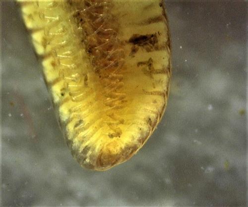 Polyzonium germanicum