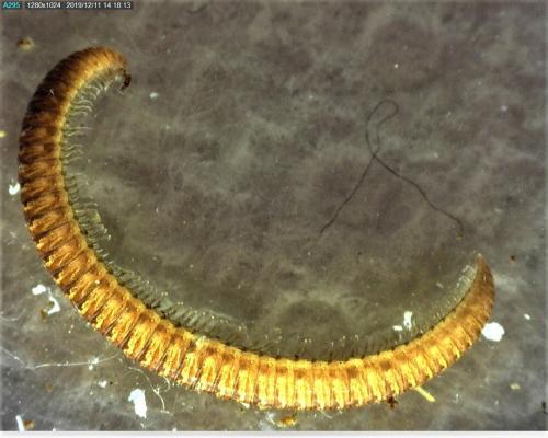 Polyzonium germanicum