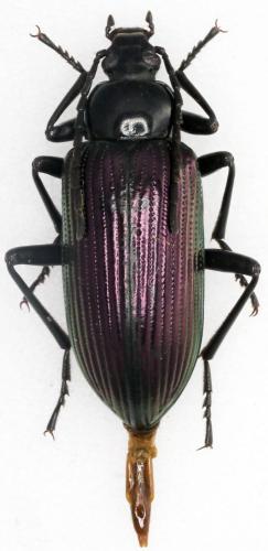 Praeugena sp.