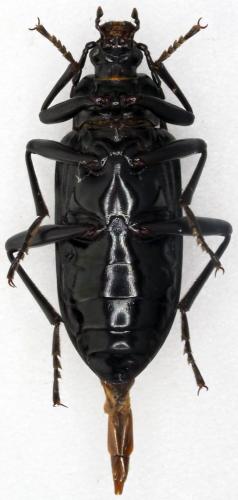 Réf. 244 340 : Praeugena sp.