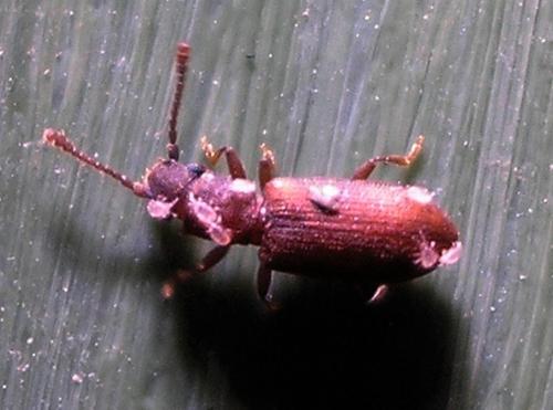 Réf. 244 899 : Ereynetes sp.