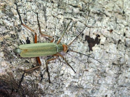 Réf. 244 753 : Psalydolytta substrigata