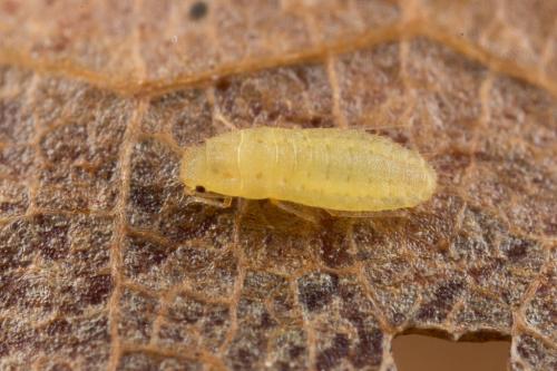 Réf. 244 542 : Atheroides serrulatus