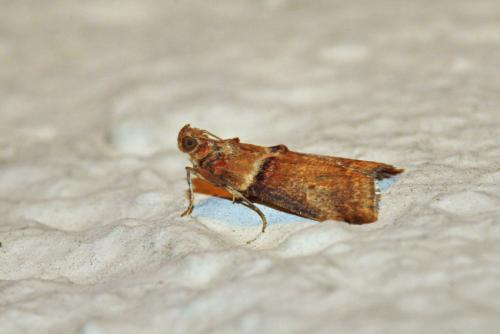 Réf. 244 416 : Acrobasis tumidana
