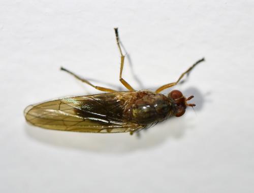 Dryomyza flaveola