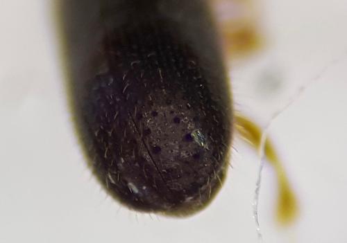 Xyleborinus saxesenii