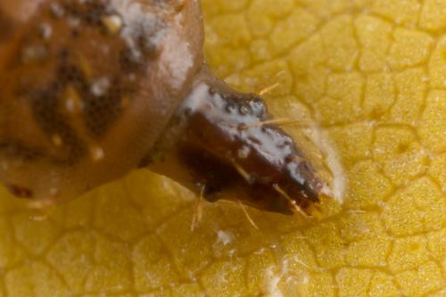Sargus bipunctatus