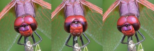 Trithemis annulata