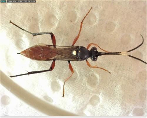 Réf. 244 196 : Hoplismenus (bidentatus-bispinatorius)