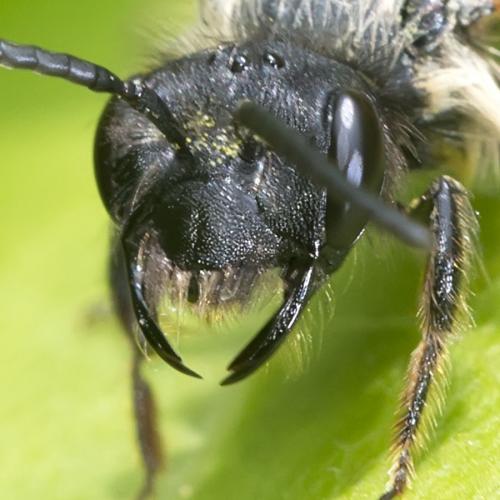 Andrena sp.