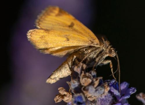 Réf. 244 097 : Euclidia glyphica