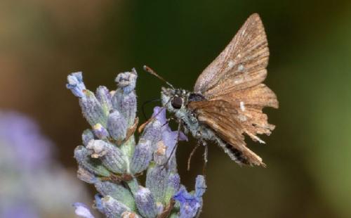 Réf. 244 079 : Spialia sertorius