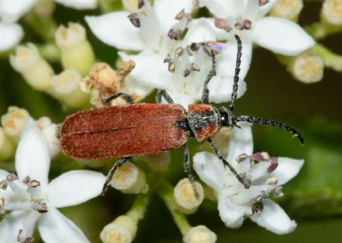 Réf. 244 057 : Lygistopterus sanguineus