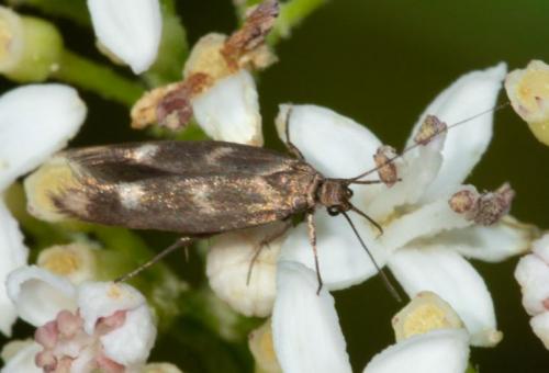 Réf. 244 077 : Scythris scopolella