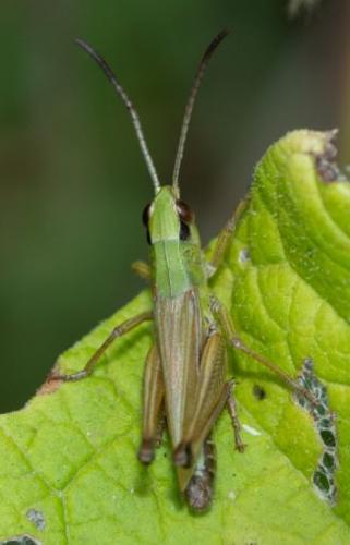 Réf. 244 018 : Pseudochorthippus parallelus