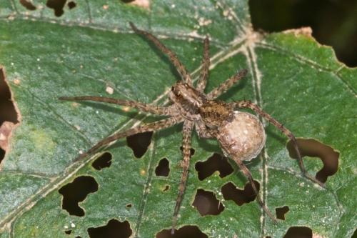Pardosa sp.