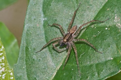 Pardosa sp.