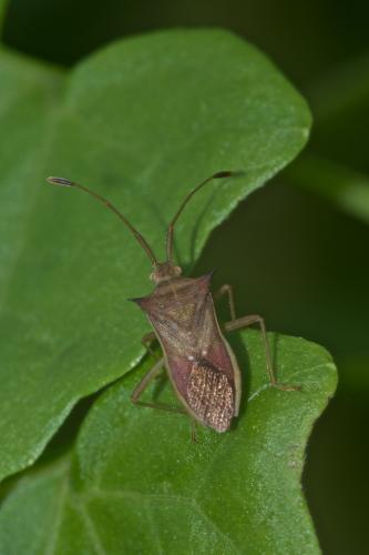 Cletus sp.