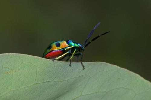 Réf. 244 131 : Chrysocoris sp.