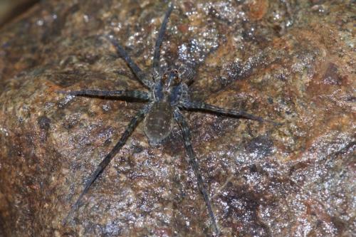 Réf. 244 506 : Pirata sp.